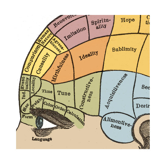 Phrenological Chart  Poster
