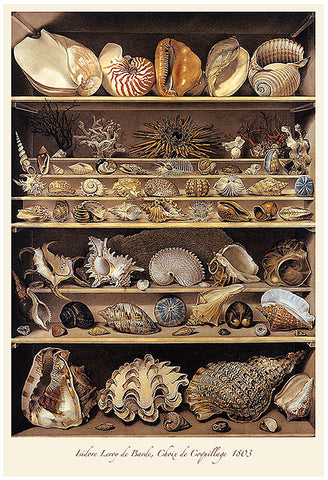 Cabinet of Curiosities