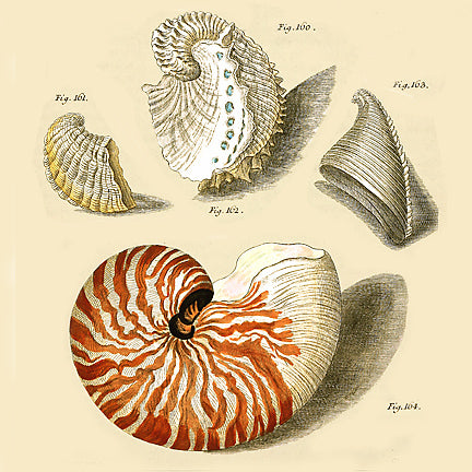Shells &amp; Fossils