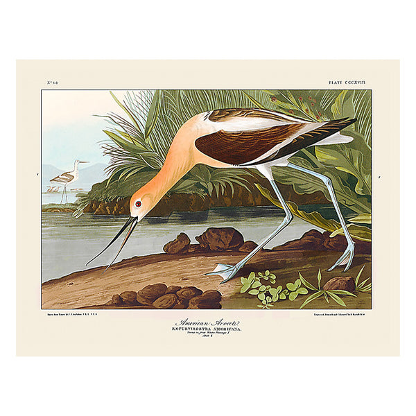 American Avocet, Greeting Card, Natural History Illustration