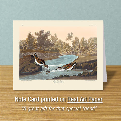 Little Piper, Greeting Card, Natural History Illustration