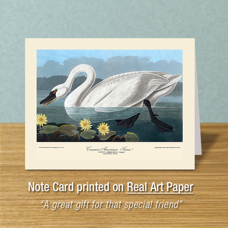 Swan Note Card Swan Note Card