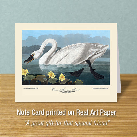 American Swan, Greeting Card, Natural History Illustration