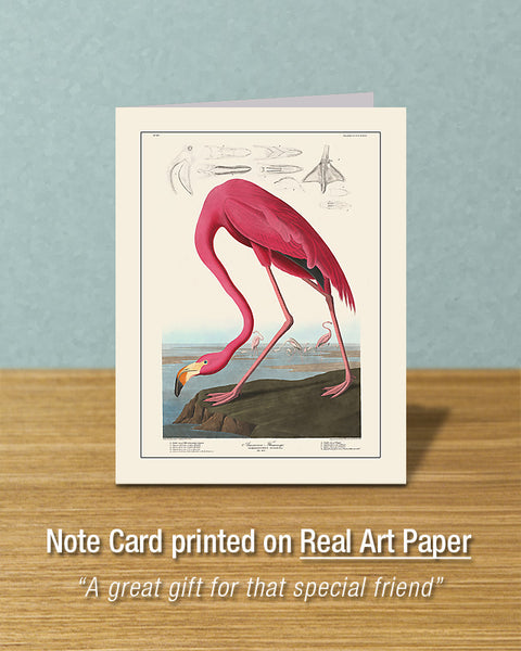 American Pink Flamingo, Greeting Card, Natural History Illustration