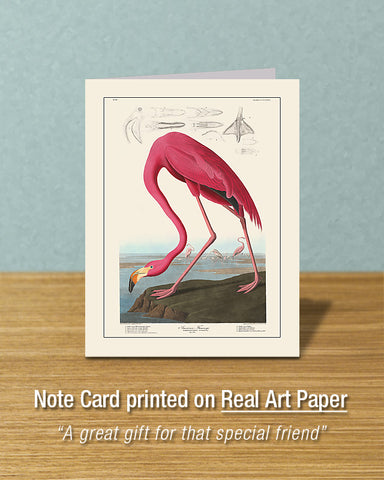 American Pink Flamingo, Greeting Card, Natural History Illustration