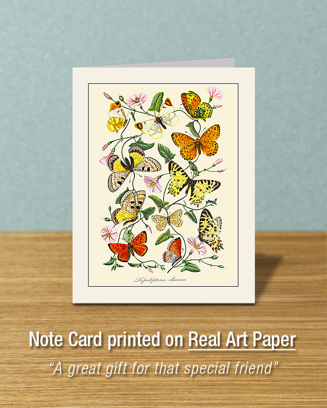 Butterflies and Botanical, Greeting Card, Natural History Illustration