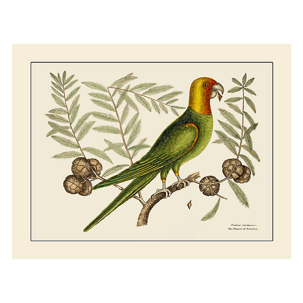Carolina Parakeet, Greeting Card, Natural History Illustration