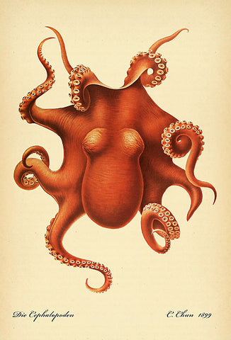 RED OCTOPUS