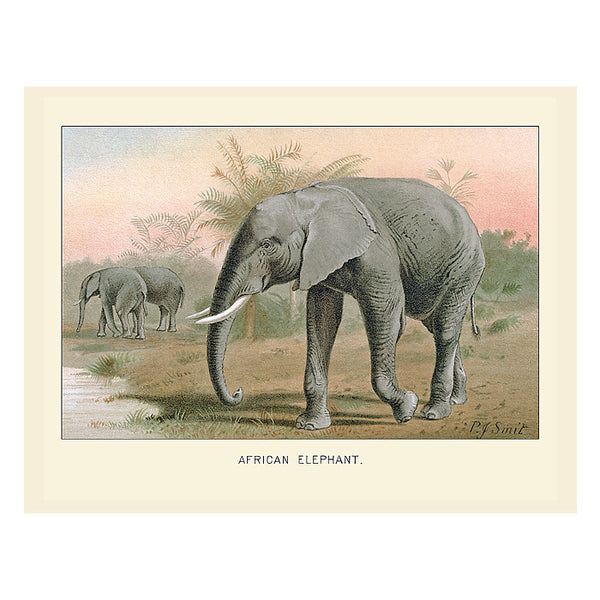 African Elephant, Greeting Card, Natural History Illustration