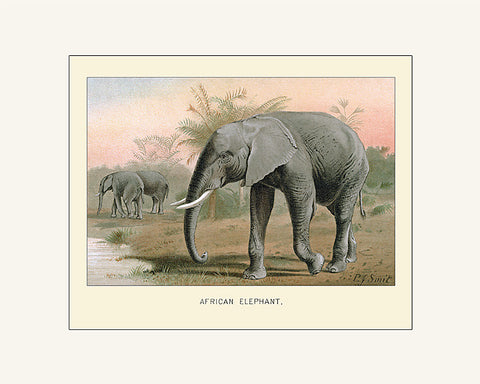 African Elephant, Art Print by Lydekker, Natural History Illustration