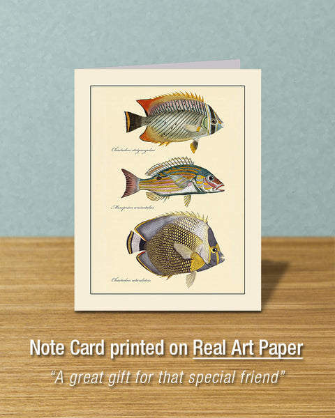 Butterfly Fish #101, Greeting Card, Natural History Illustration