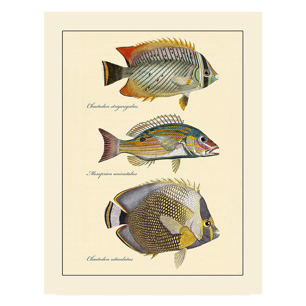 Butterfly Fish #101, Greeting Card, Natural History Illustration