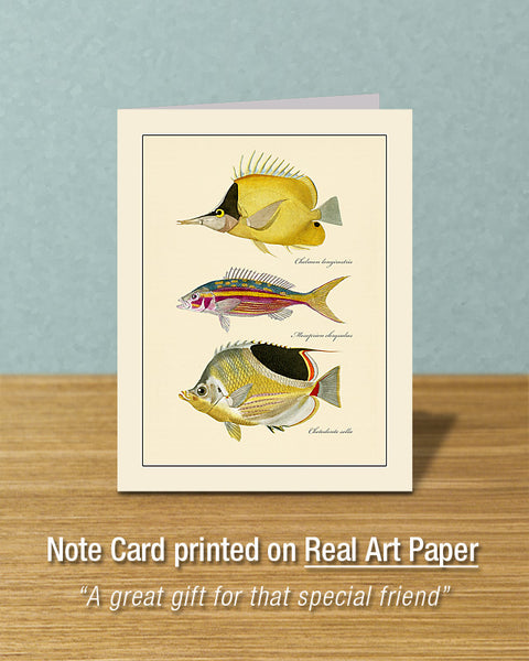Butterfly Fish #102, Greeting Card, Natural History Illustration