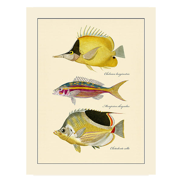 Copy of Butterfly Fish #102, Greeting Card, Natural History Illustration