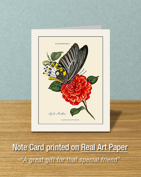 Papilio Panthous Butterfly, Greeting Card, Natural History Illustration