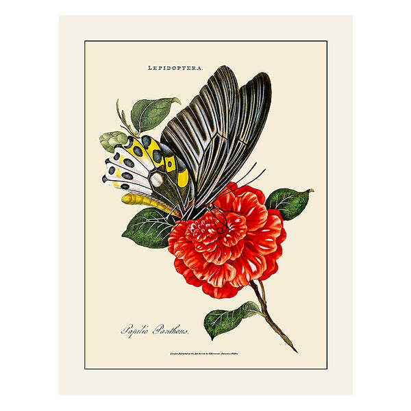 Papilio Panthous Butterfly, Greeting Card, Natural History Illustration
