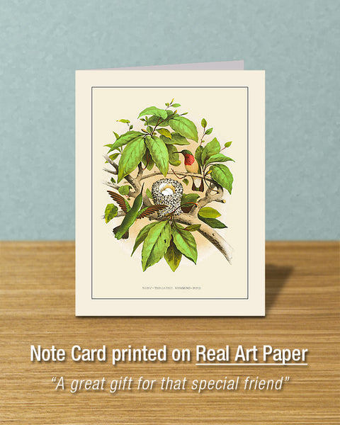 Ruby-Throated Humming Bird, Greeting Card, Natural History Illustration