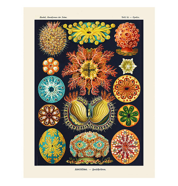 Ascidiae Sea Life, Greeting Card, Natural History Illustration