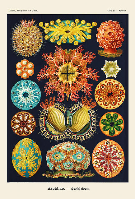 Ascidiae, Vintage Sea Life Art Poster, Natural History Illustration