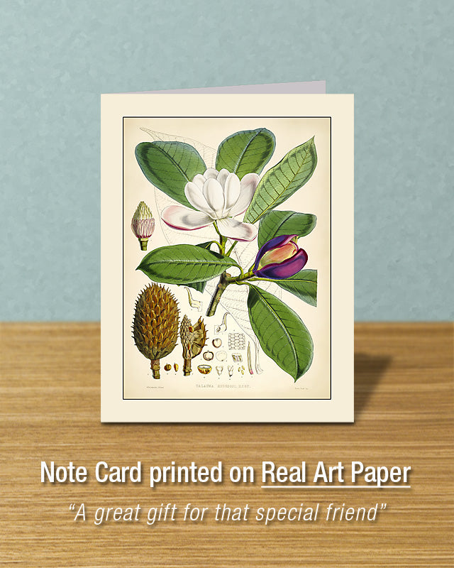 Magnolia Campbellii, Greeting Card, Natural History Illustration
