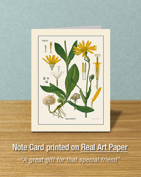 Mountain Arnica, Greeting Card, Natural History Illustration