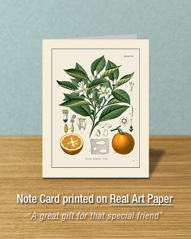 Seville Orange, Greeting Card, Natural History Illustration