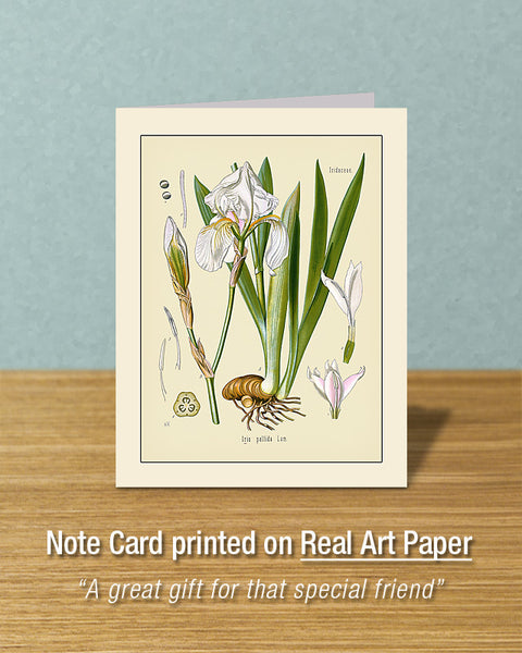 Iris Pallida, Greeting Card, Natural History Illustration
