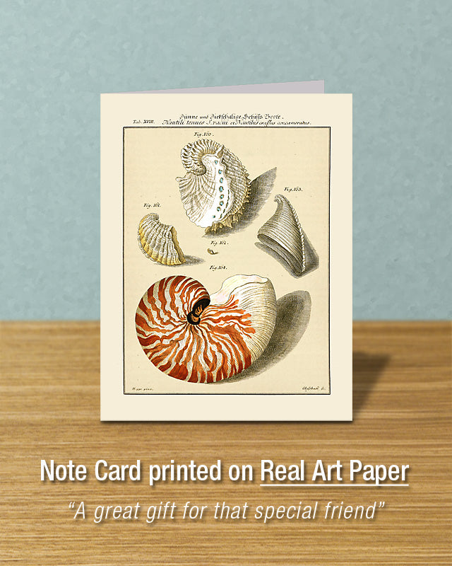 Nautilus Shell #18, Greeting Card, Natural History Illustration