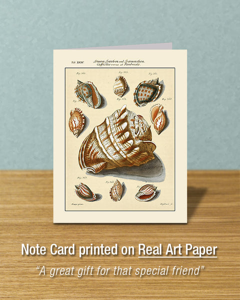 King's Crown Sea Shell, Greeting Card, Natural History Illustration