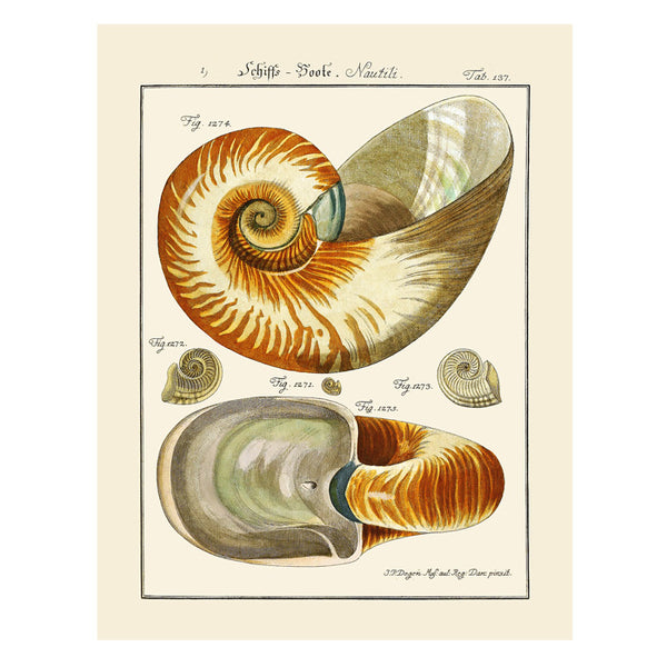 Nautilus Shell #137, Greeting Card, Natural History Illustration