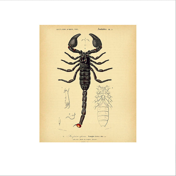 African Scorpion, Insect Art Print by C.D. Orbigny, Natural History Illustration