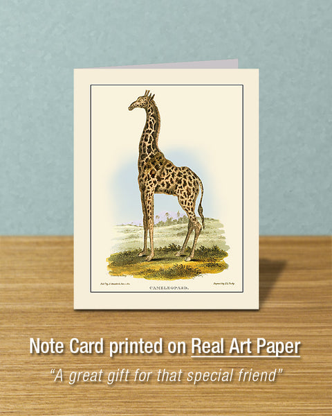 Giraffe, Greeting Card, Natural History Illustration