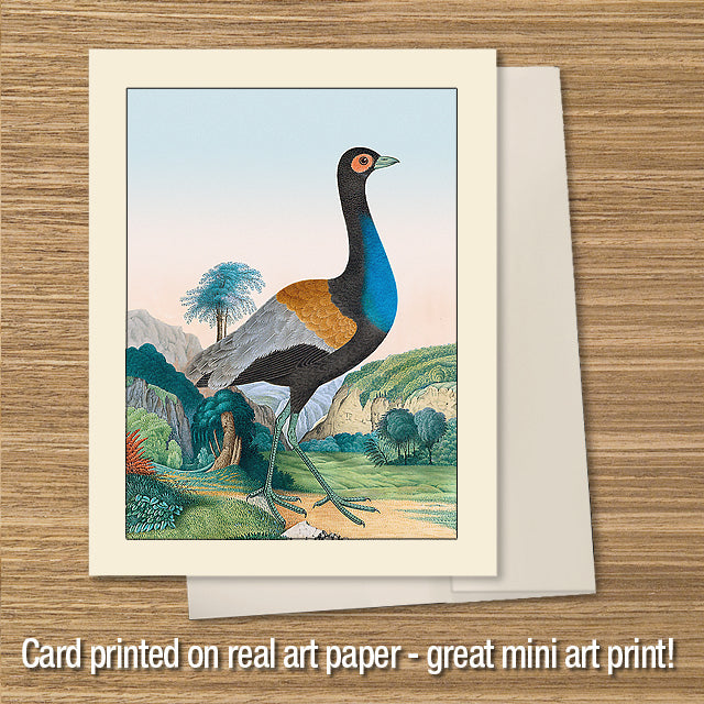 Agami Heron, Greeting Card, Natural History Illustration