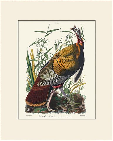 Wild Turkey by John James Audubon, Vintage Bird Art Print, Natural History