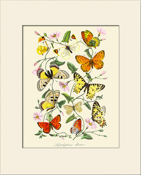 Butterflies and Botanical, Art Print by Bernard, Natural History Illustration