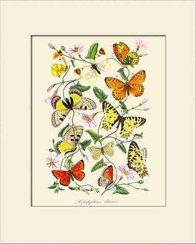 Butterflies and Botanical, Art Print by Bernard, Natural History Illustration