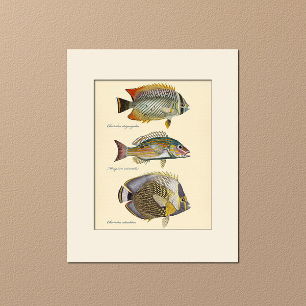 Butterfly Fish #101 by Cuvier, Vintage Sea Life Art Print, Natural History Illustration