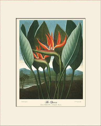 Bird of Paradise Flower by Thornton, Art Print, Natural History, Botanical Illustration