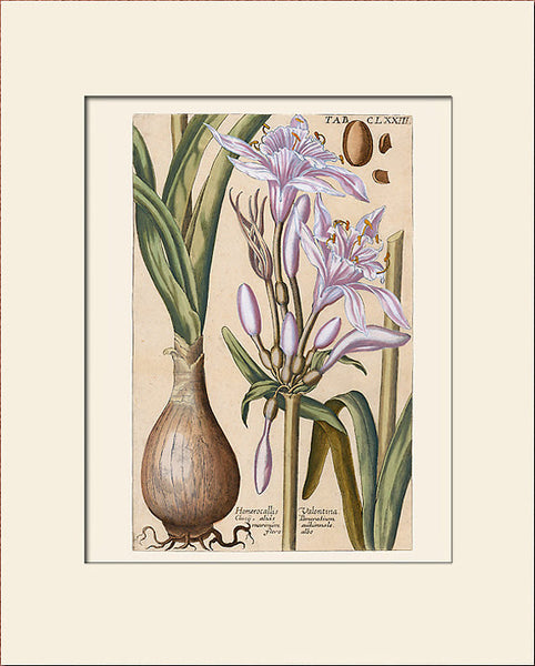 Daylily (Hemerocallis Valentina) by Valentini, Art Print, Natural History, Botanical Illustration