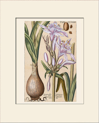 Daylily (Hemerocallis Valentina) by Valentini, Art Print, Natural History, Botanical Illustration