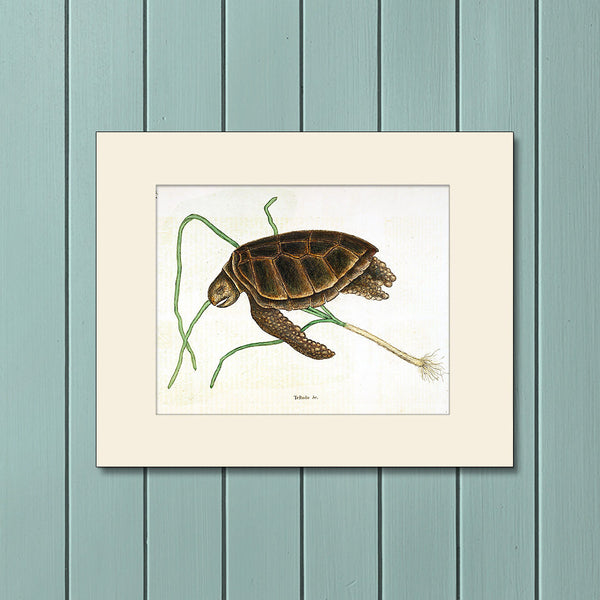 Green Turtle, Art Print by Mark Catesby, Natural History Illustration