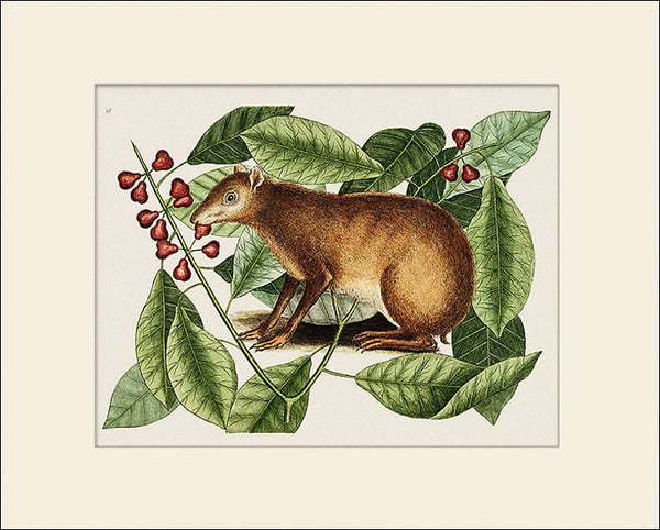 Java Hare (Marmot), Art Print by Mark Catesby, Natural History Illustration