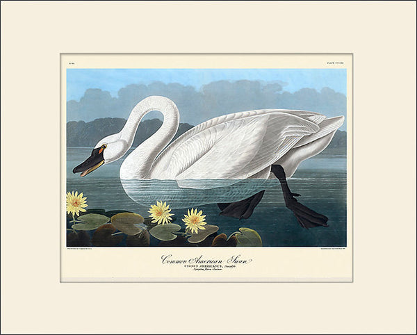 American Swan by Jon James Audubon, Vintage Bird Art Print, Natural History