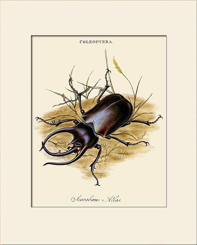 Scarabaeus Atlas Beetle, Insect Art Print by Donovan, Natural History Illustration