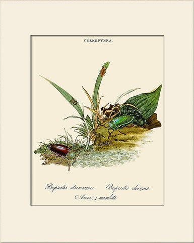 Buprestis Chrysis (Jewel Beetle), Insect Art Print by Donovan, Natural History Illustration