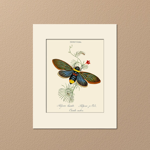 Cicada Indica, Insect Art Print by Donovan, Natural History Illustration