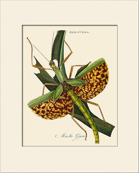 Mantis Gigas, Insect Art Print by Donovan, Natural History Illustration