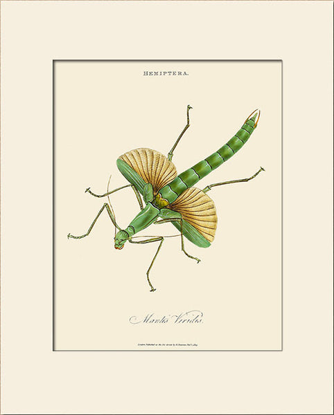 Mantis Viridis, Insect Art Print by Donovan, Natural History Illustration
