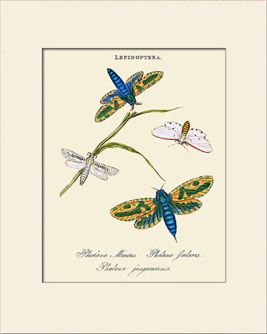 Phalaena Mineus, Insect Art Print by Donovan, Natural History Illustration