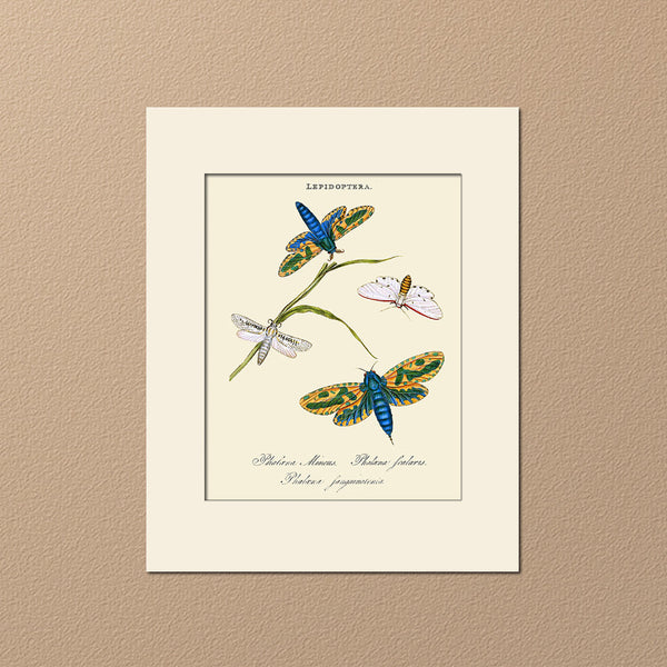 Phalaena Mineus, Insect Art Print by Donovan, Natural History Illustration
